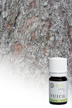 姫子松　ヒメコマツ　木